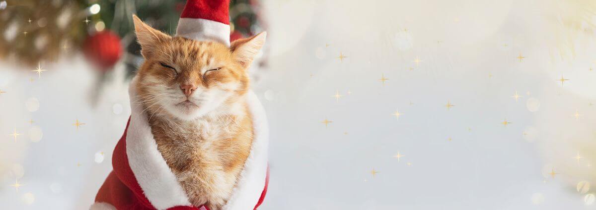 Katze in einem Weihnachtsmann-Kostüm, die vor einem geschmückten Baum sitzt.