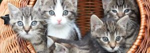 Kleine Katzen in einem Katzenkorb aus Rattan.