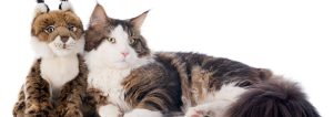 Katze, die sich an ein Kuscheltier schmiegt.